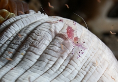 Raja Ampat 2016 - Periclimenes sarasvati or tosa - Sarasvati anemone shrimp - Crevette commensale des anemones - IMG_4535_rc